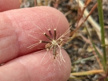 Microseris douglasii ssp. tenella
