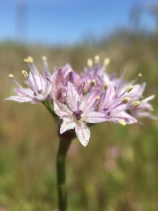 Allium howellii