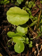 Hydrocotyle verticillata