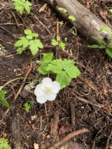 Anemone deltoidea - Calflora