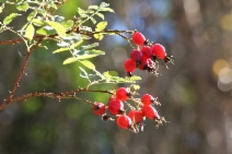 Rosa californica