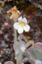 Aphyllon purpureum