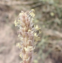Alopecurus pratensis