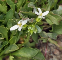Noccaea fendleri ssp. californica