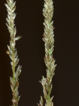 Sporobolus indicus