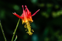 Aquilegia formosa