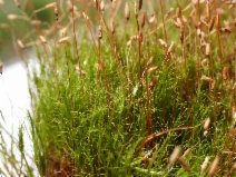 Distichiae Distichium capillaceum - Calflora