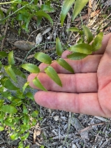 Asparagus asparagoides