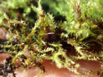 Amblystegium varium - Calflora