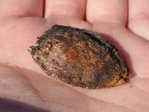 Prunus dulcis