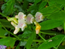 Lathyrus delnorticus