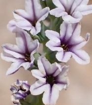 Heliotropium curassavicum