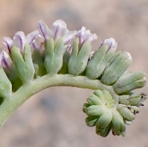 Heliotropium curassavicum