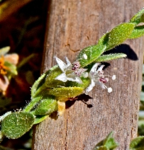 Cressa truxillensis