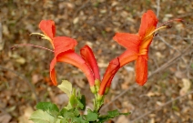 Tecoma capensis
