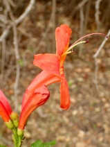 Tecoma capensis