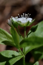 Moehringia macrophylla