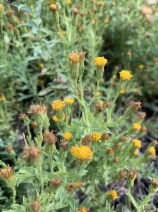 Heterotheca oregona var. oregona