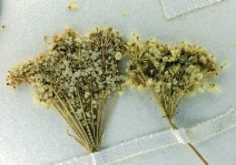 Perideridia leptocarpa