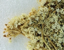 Perideridia leptocarpa