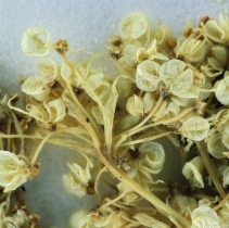 Perideridia leptocarpa