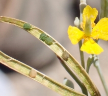 Eschscholzia minutiflora