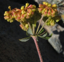 Eriogonum umbellatum var. nelsoniorum