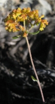 Eriogonum umbellatum var. nelsoniorum