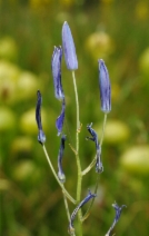 Camassia leichtlinii ssp. suksdorfii