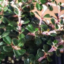 Ceanothus maritimus