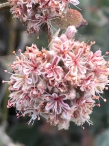 Eriogonum cinereum