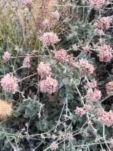 Eriogonum cinereum