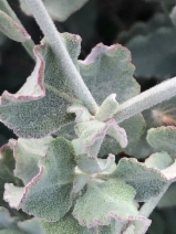 Eriogonum cinereum