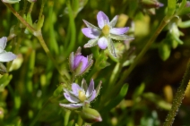 Spergularia atrosperma