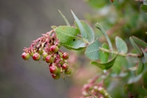 Arctostaphylos gabilanensis