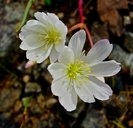 Lewisia oppositifolia