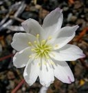 Lewisia oppositifolia