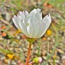 Lewisia oppositifolia