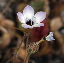 Gilia tricolor ssp. diffusa