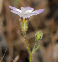 Gilia tricolor ssp. diffusa