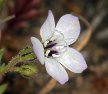 Gilia tricolor ssp. diffusa