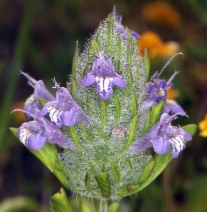 Pogogyne douglasii