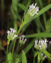Plectritis ciliosa