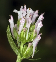 Plectritis ciliosa