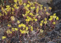 Sedella pumila