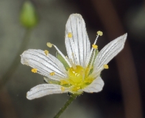 Minuartia douglasii
