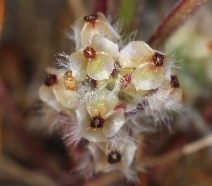 Plantago erecta