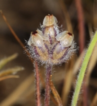 Plantago erecta