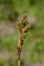 Carex deweyana ssp. leptopoda