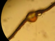 Torula Caligans Tortula californica - Calflora